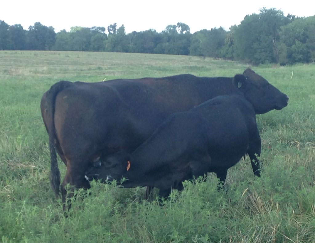 Pasture developed five month heifer nursing her dam.