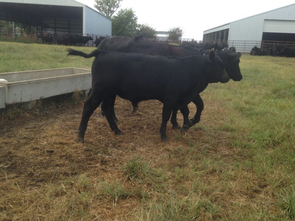Our present heifer bull at seven months beside his first-calf heifer dam.  Triple stacked Pathfinder top-side and bottom-side genetics out of a consistent, long-lasting commercial grand-dam. 