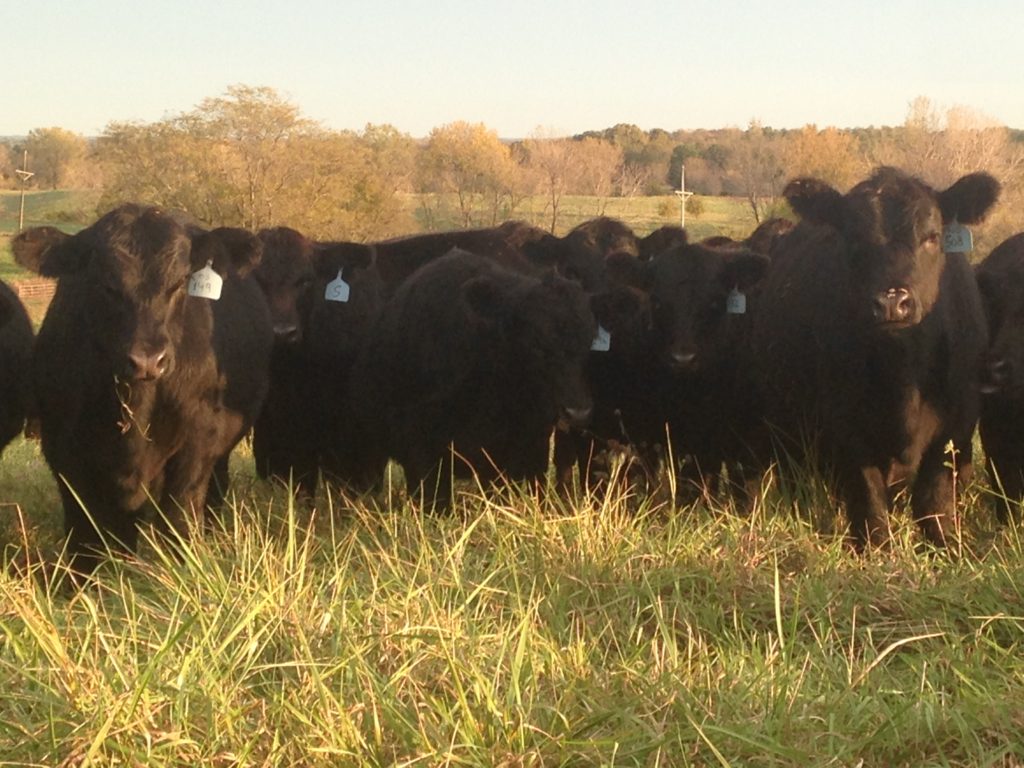 2017 Weaned Calves on Pasture